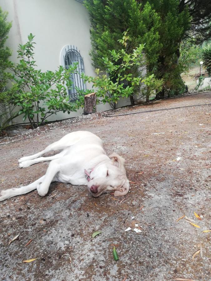 Olea Home Agia Pelagia Chlomou ภายนอก รูปภาพ